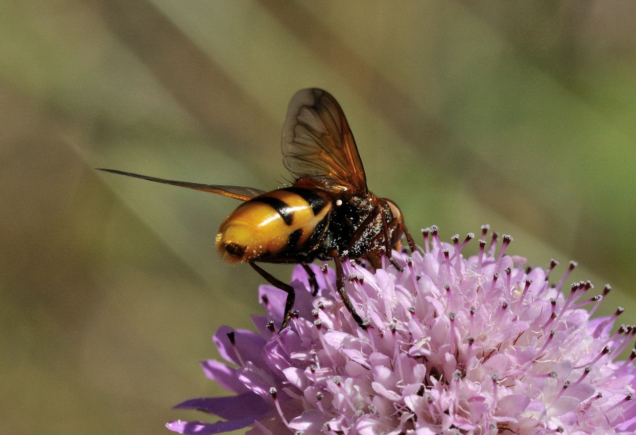 Volucella zonaria (Syrphidae)